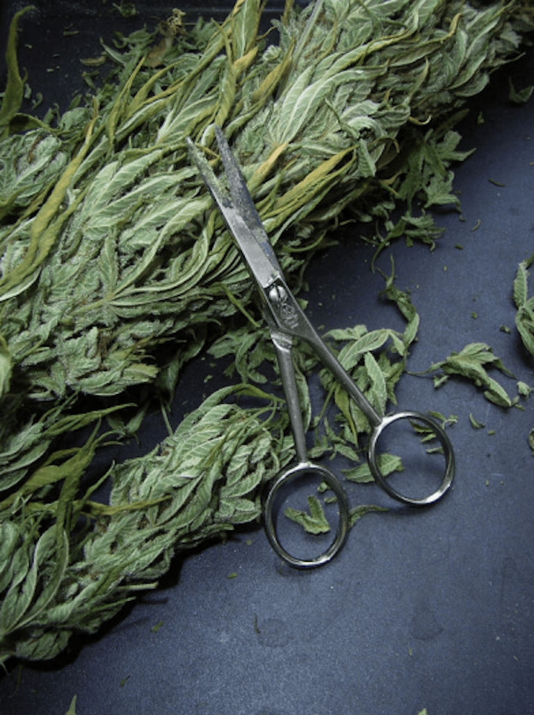 Harvesting Weed via Cutting